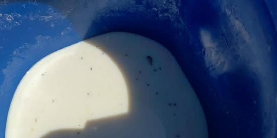 ضبط 2 طن ألبان غير صالحة في حملات تفتيشية بالمنيا