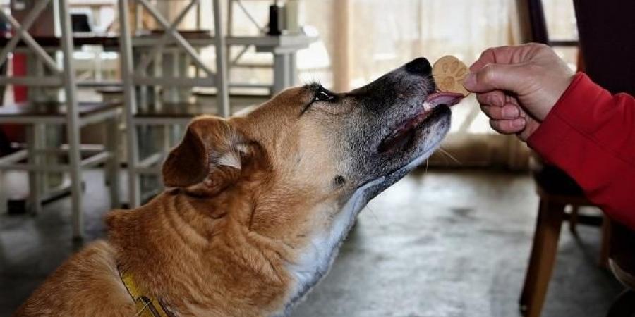 طبيب بيطري يوضح حقيقة خصائص اللعاب المطهرة عند الكلاب