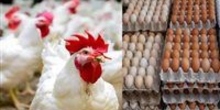 تراجع مفاجئ ينعش الأسواق.. ماذا وراء هبوط أسعار الفراخ اليوم في مصر؟