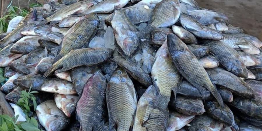 أسعار الأسماك والمأكولات البحرية في الوادي الجديد اليوم الأربعاء 15 أبريل 2026