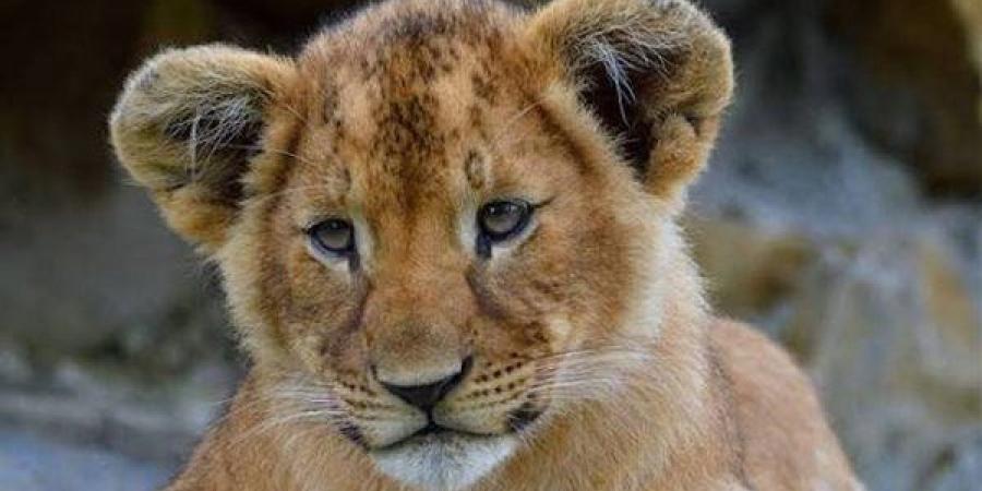 تعيين مديرًا جديد للسيرك.. واقعة تعدي شبل على طفلة داخل البيت الفني للمسرح تضع الثقافة فى مأزق