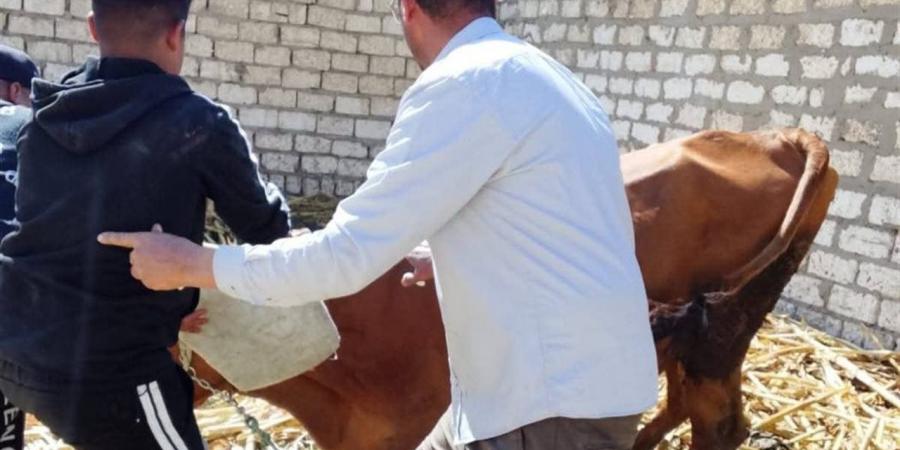 "الخدمات البيطرية": علاج 508 حالات إناث حيوانات وتلقيح 45،208 رأس ماشية خلال مارس