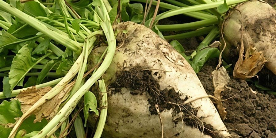 من الحقل للمصنع .. حصاد البنجر بالشرقية يتخطى 90 ألف فدان ويدعم الاقتصاد المحلي