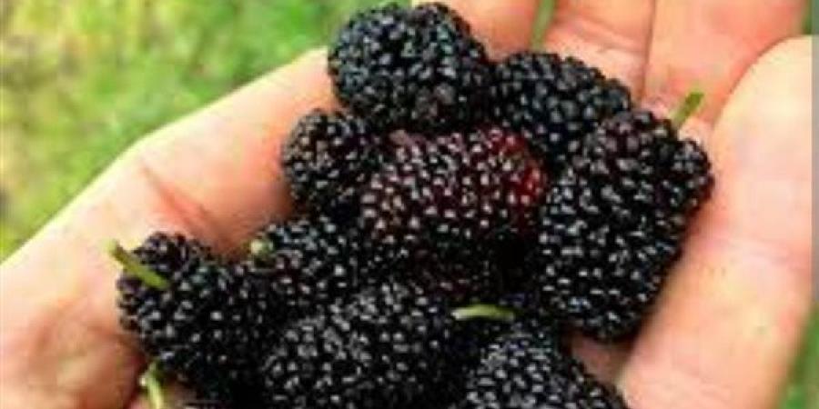 فوائد تناول التوت الأسود لصحة الجسم