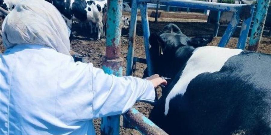 فحص أكثر من 2100 رأس ماشية بالشرقية