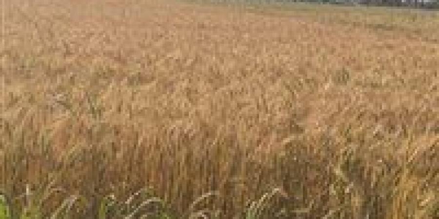 في أول أيام التوريد .. صوامع وشون الشرقية تستقبل ٤٦٧ طن ٦٩٠ كيلو قمح محلي