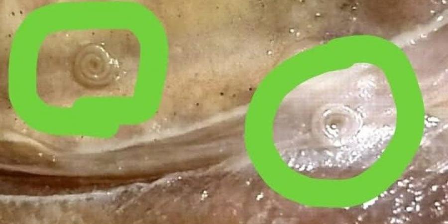 ضبط 45 كيلو رنجة فاسدة وبها ديدان قبل بيعها بالفيوم