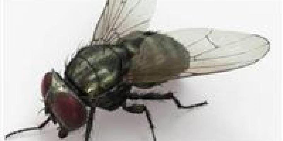 “غزو صيفي ” لماذا يملأ الذباب منزلك ؟ الأسباب الخفيفة وطرق الوقاية