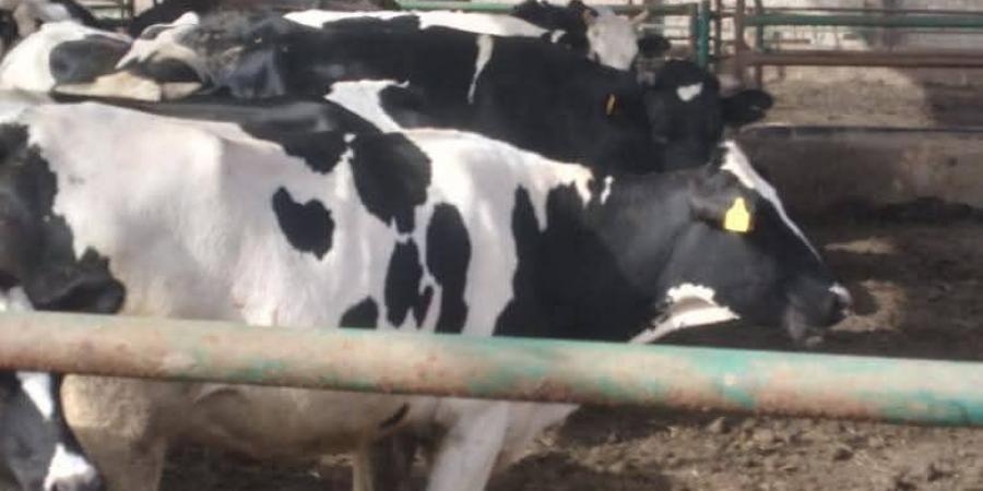 تحصين 150 ألف رأس في الحملة القومية ضد مرض الجلد العقدى بالدقهلية