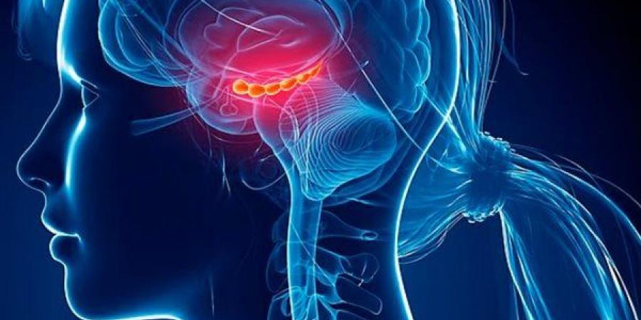 كيف تقلل من عمر الدماغ البيولوجي في 3 أشهر؟..طبيب أعصاب يجيب