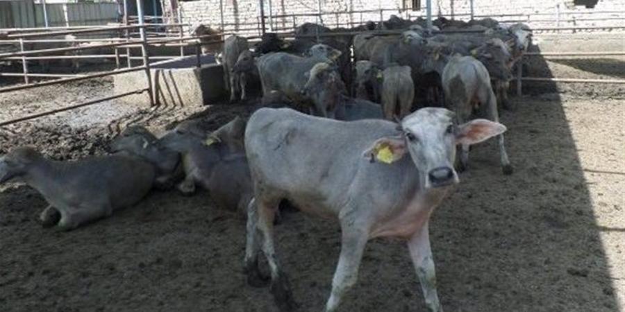 حملات تفتيشية موسعة لمنع ذبح البتلو وحماية الثروة الحيوانية بالمحافظات