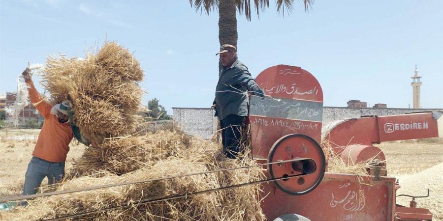 ﻧﻮرت ﻳﺎ ﻗﻤﺢ اﻟﻨﻴﻞ