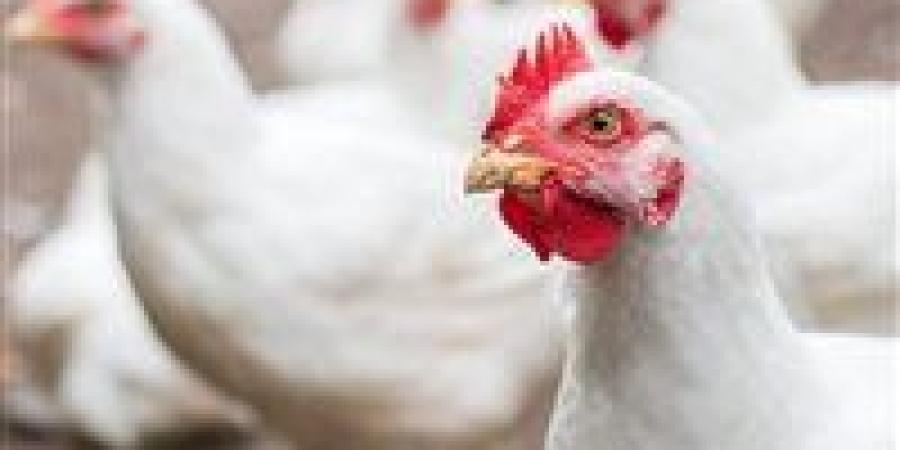 الفراخ بكام النهاردة؟.. أسعار الدواجن اليوم السبت 18 أبريل في الأسواق