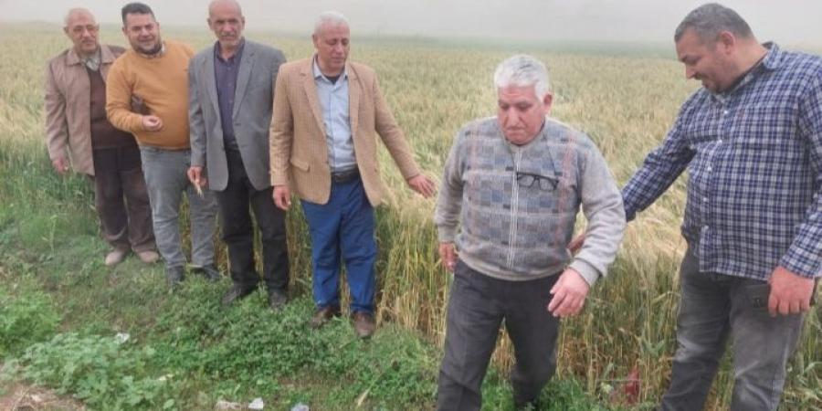 الخير يبدأ بالشرقية.. انطلاق موسم توريد القمح واستعدادات مكثفة بالصوامع