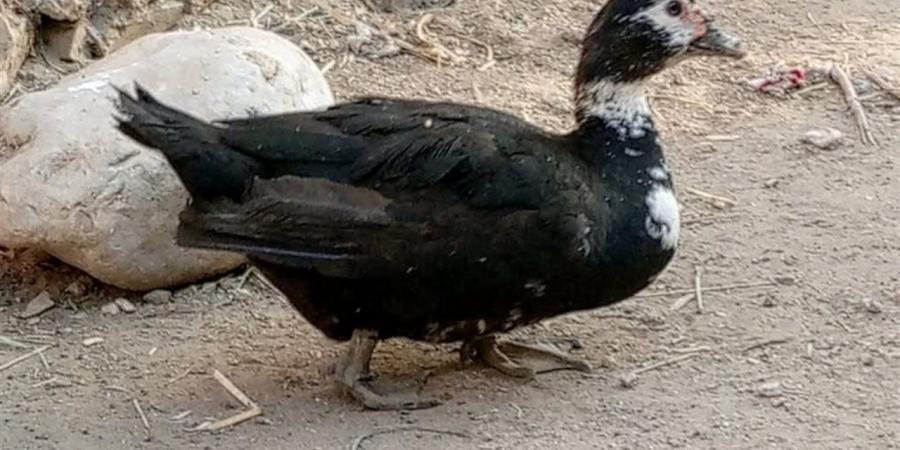 أسعار البط والكتاكيت في أسواق محافظة الغربية اليوم السبت 18 أبريل 2026