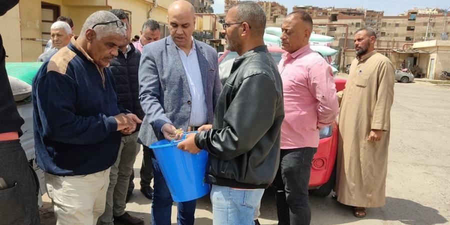 انطلاق موسم حصاد القمح في كفر الشيخ.. “الذهب الأصفر” يزين الحقول