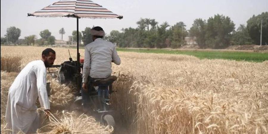 11 موقع تخزين لاستقبال 94374 فدان منزرعة بالقمح فى قنا هذا العام