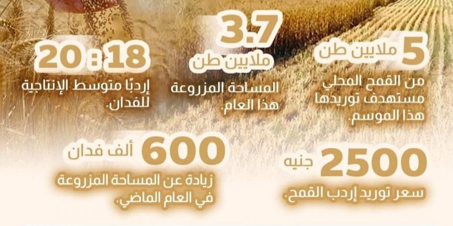 مصر تحصد الذهب الأصفر.. استهداف استلام 5 ملايين طن من القمح المحلي
