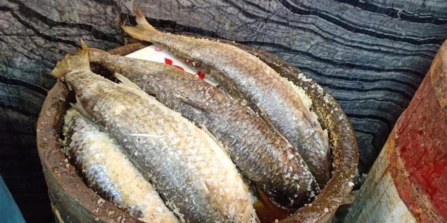 أسعار الفسيخ والرنجة والأسماك المملحة في أسواق الغربية اليوم الأحد