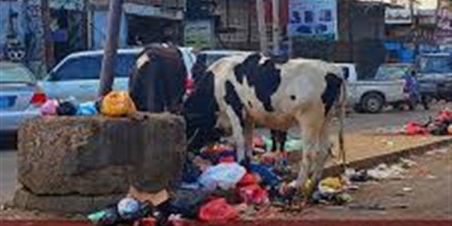 ما حكم أكل الحيوانات التي تتغذى على القمامة ؟