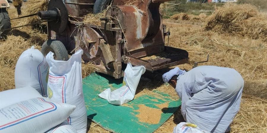 مزارعو أسوان: الذهب الأصفر إنتاجه مرضى للغاية هذا العام