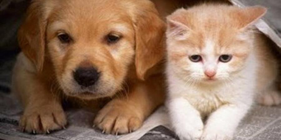 قرار جديد فى دعوى استخدام الحيوانات فى التجارب العملية