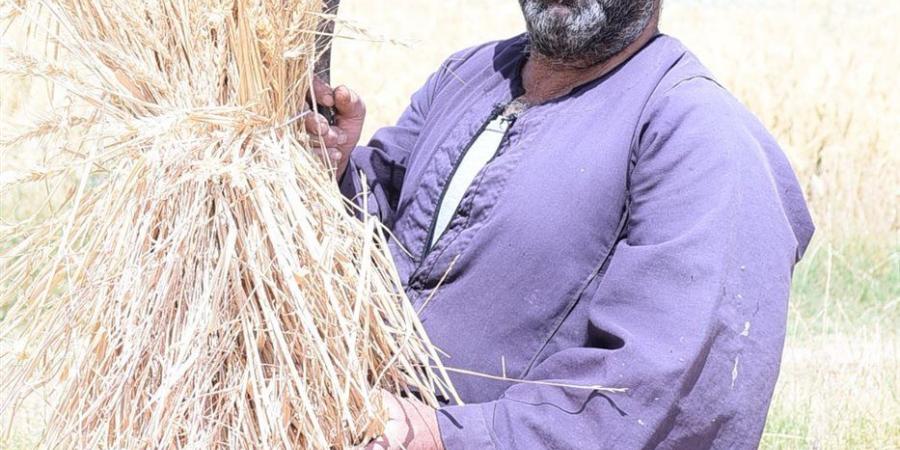 موسم حصاد القمح يتجدد من مزارع جامعة سوهاج