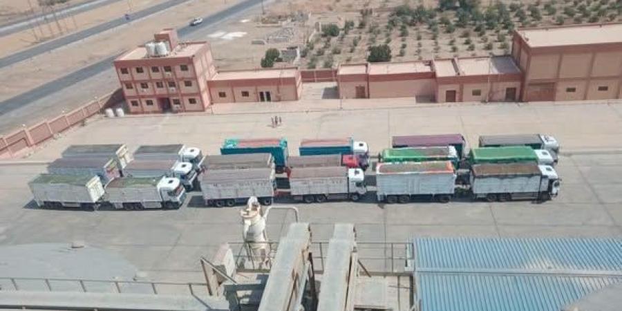 شون وصوامع المنيا تستقبل 14 ألف طن من القمح