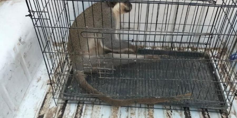 السيطرة على «نسناس» يثير الذعر بالزنكلون