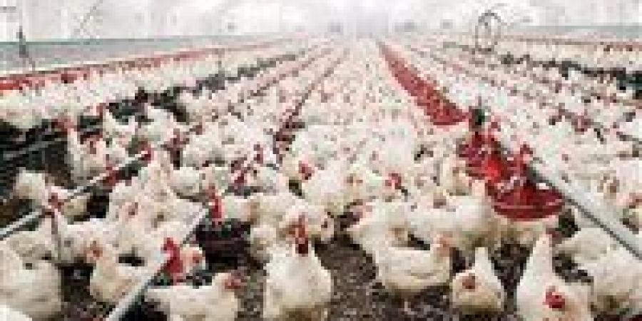 انفراجة في سوق الدواجن.. تراجع الأسعار بنسبة 30% ينعش جيوب المصريين