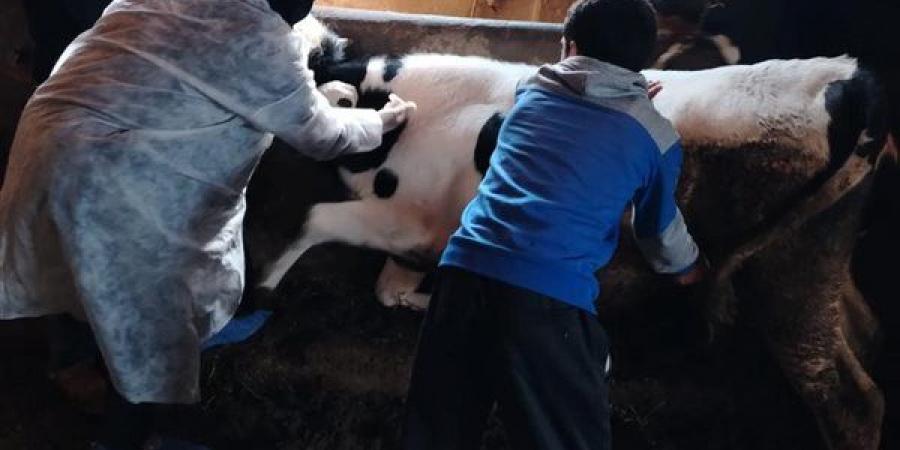 تحصين 185 ألف حيوان ضد جدرى الأغنام بالغربية