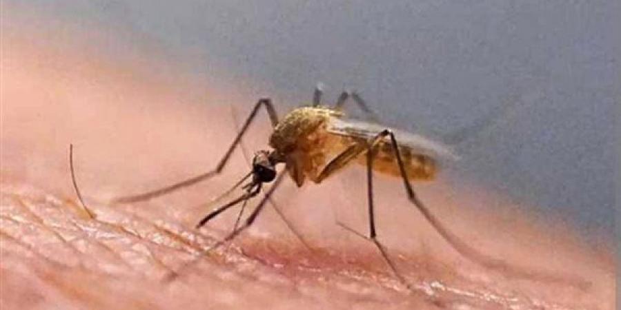 حلول طبيعية لطرد الناموس من المنزل.. بدائل آمنة تحمي أسرتك دون مواد كيميائية