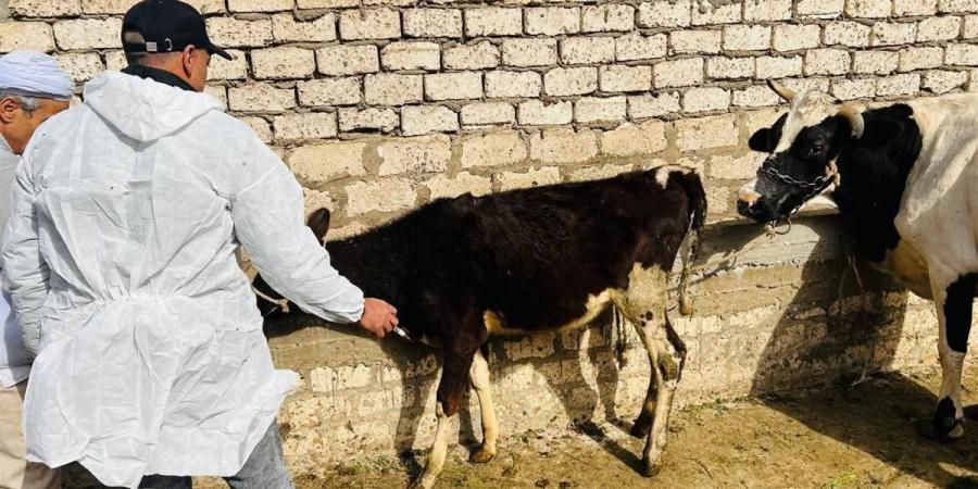 تحصين 176 ألف رأس في الحملة القومية ضد "الجلد العقدي" في الأبقار بالدقهلية