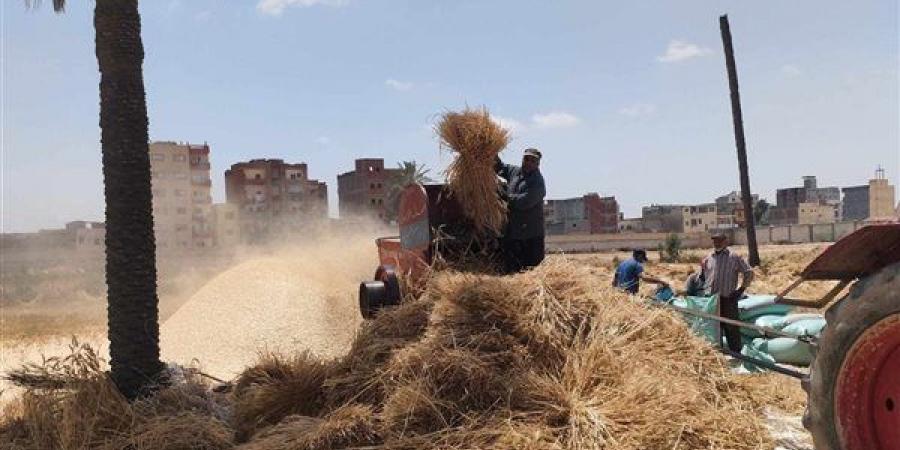 انطلاق ماراثون حصاد "الذهب الأصفر" بالإسكندرية.. وفرحة عارمة بين مزارعي العامرية وبرج العرب.