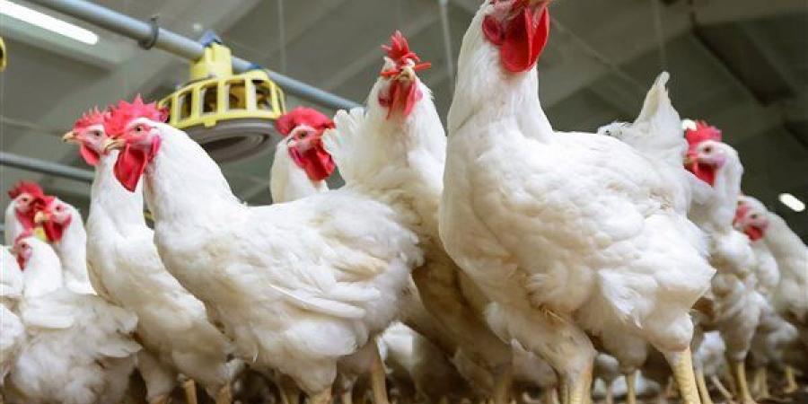 أسعار الدواجن والبانيه بالأسواق اليوم