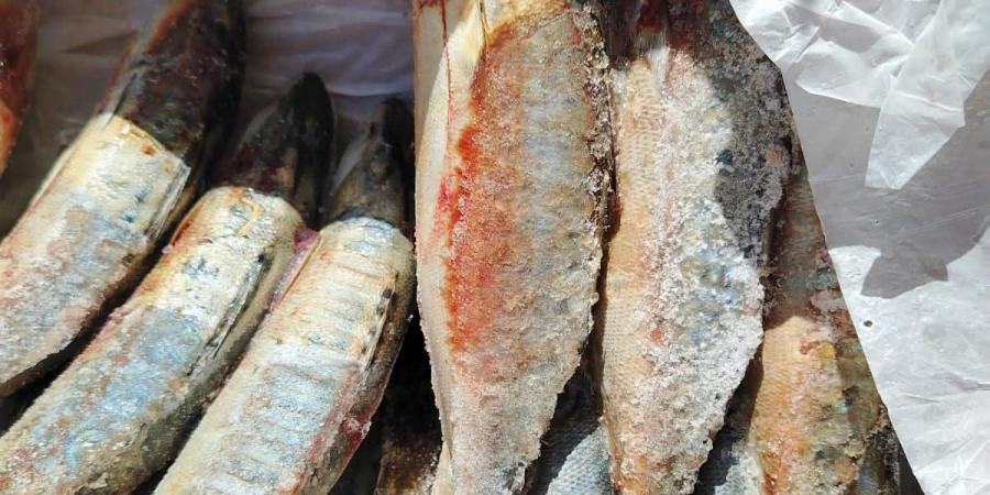 ضبط 240 كيلو أسماك ماكريل غير صالحة للاستهلاك بالفيوم