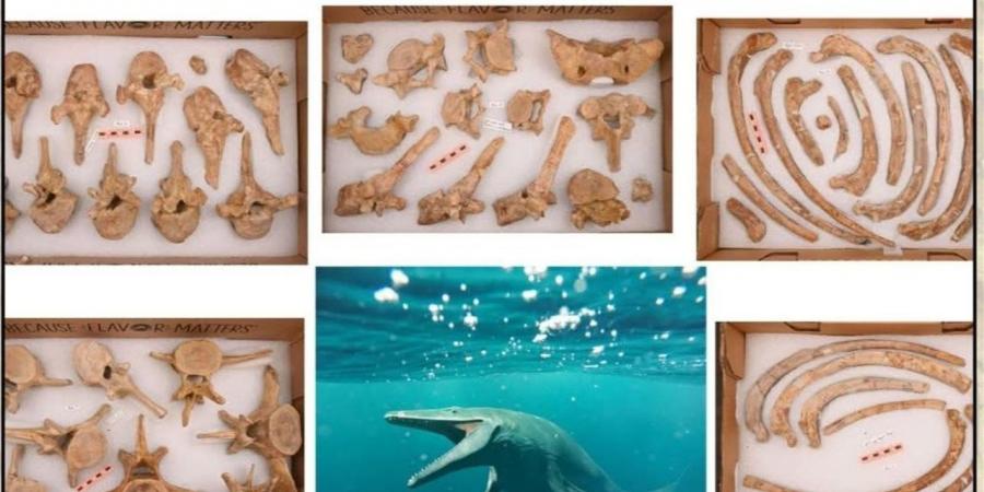 مصر تستعيد آخر كنوز الحيتان الأحفورية من جامعة ميتشجان الأمريكية