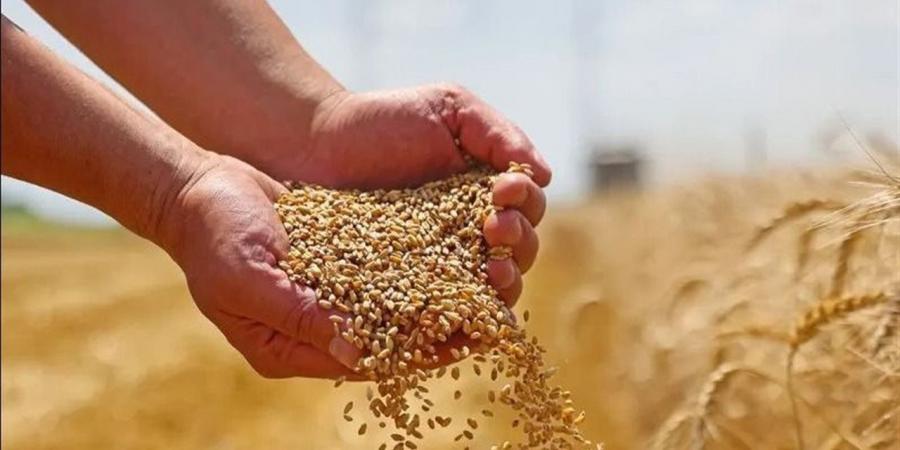 توريد 13676 طن و710 كيلو من القمح المحلى لشون وصوامع الشرقية اليوم