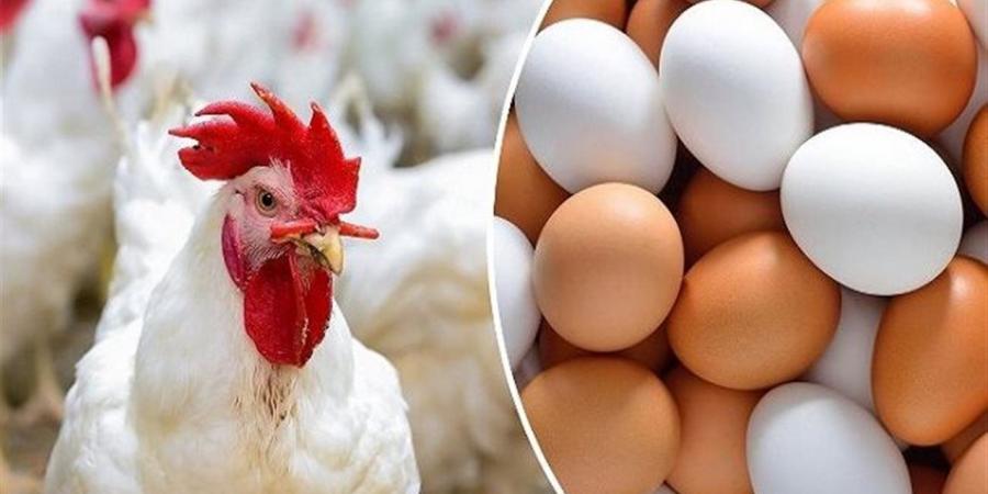 سعر الفراخ اليوم 22 أبريل 2026 في السوق المحلي بمصر