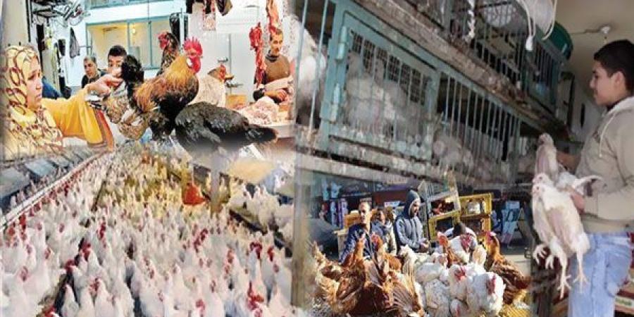 أسعار الفراخ اليوم.. والأسواق تسجل حتى 95 جنيهًا للكيلو