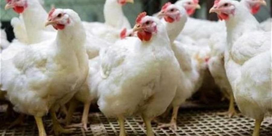 أسعار الفراخ اليوم الأربعاء في بورصة الدواجن (أبيض وساسو وبلدي)