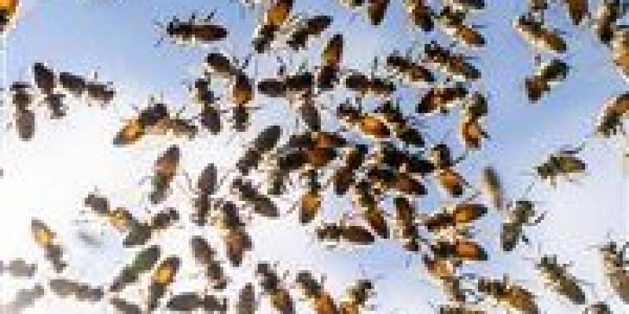 اكتشاف علمي مذهل.. 5.5 مليون نحلة تعيش تحت مقبرة في نيويورك