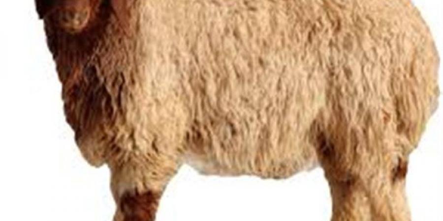 حكم من نذر أن يضحي بشاة معينة فماتت قبل أن يذبحها؟