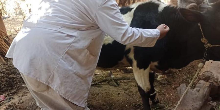 "بيطري الدقهلية": إجراء عمليات تحصين وتوعية بالامراض الوبائية ومراقبة والتفتيش على المجازر