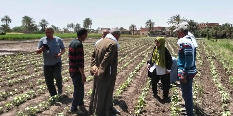 ندوات إرشادية ومرور ميداني لدعم مزارعي القطن بالفيوم