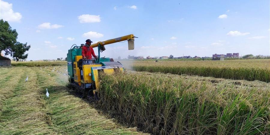 أسعار الأرز والدقيق في أسواق الغربية اليوم الخميس 23 إبريل 2026