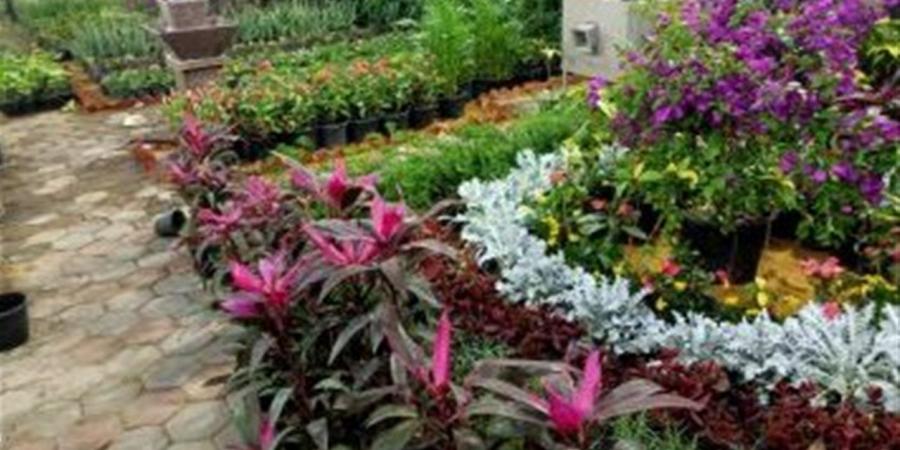 بتقوي عضلة القلب.. شجرة البامبوزيا تجذب الأنظار في معرض زهور الربيع (فيديو)