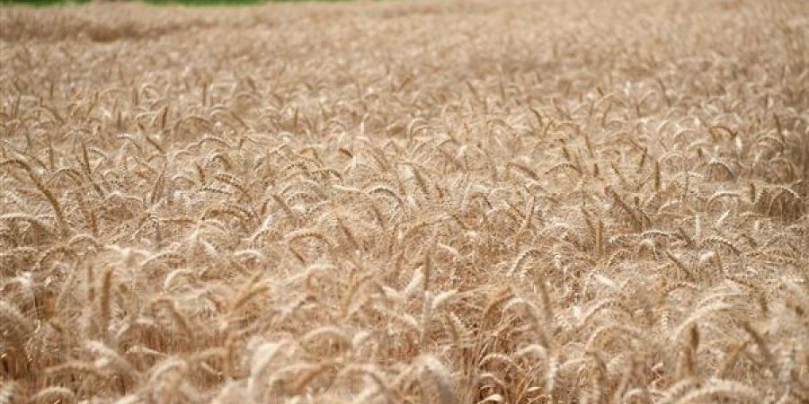زيادة 7% بحجم المساحة المزروعة قمحًا في قنا
