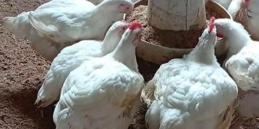 إرتفاع أسعار اللحوم والدواجن البيضاء اليوم الجمعة بالفيوم