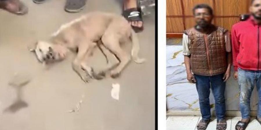 القبض على شابين تعديا على كلب حتى موته بالشرقية